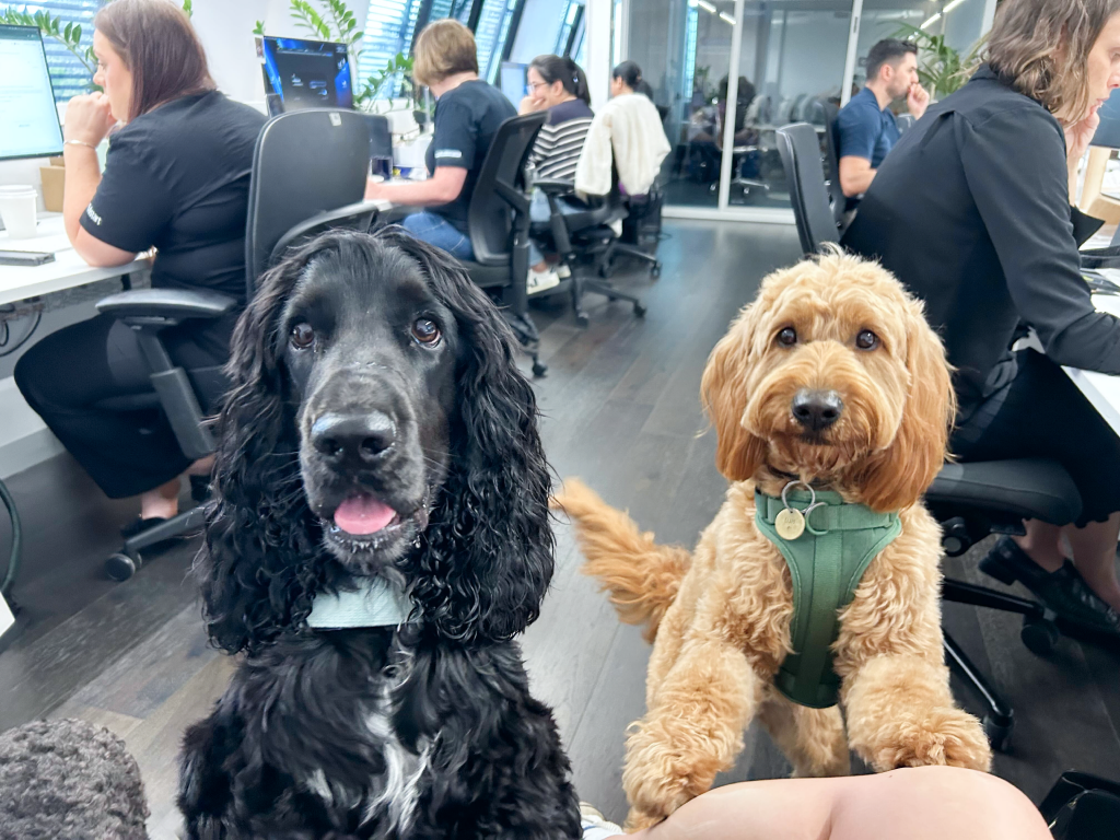 Office dogs at Edstart